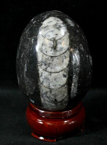 Polished Fossil Orthoceras (Cephalopod) Egg #23748